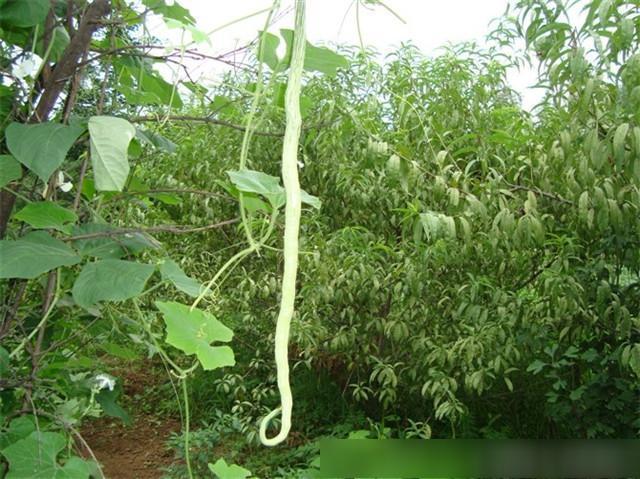 【农村的菜园子】农村菜园子图片：小伙见到这菜被吓懵