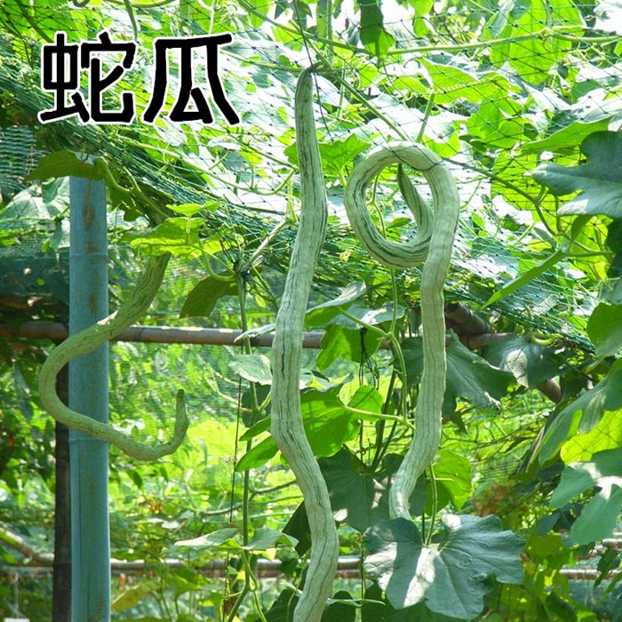 【农村的菜园子】农村菜园子图片：小伙见到这菜被吓懵