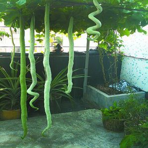 【农村的菜园子】农村菜园子图片：小伙见到这菜被吓懵