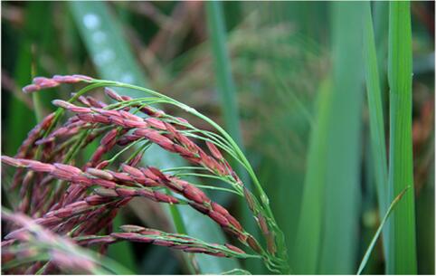 世界上最贵的米：4000元1斤你吃过没有？