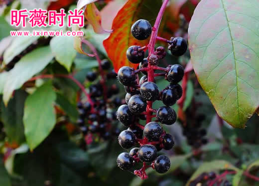 这东西有毒!99%的人都吃过