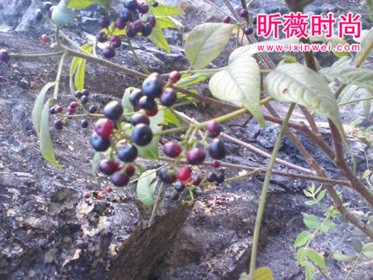 这东西有毒!99%的人都吃过