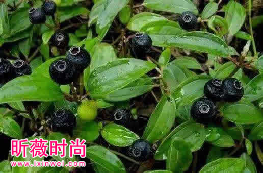 这东西有毒!99%的人都吃过