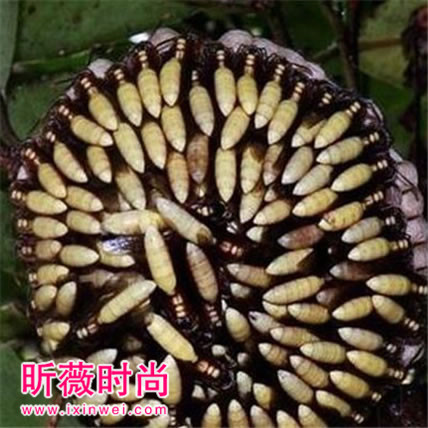 这种像向日葵的在农村不能碰：小心它的毒性非常大