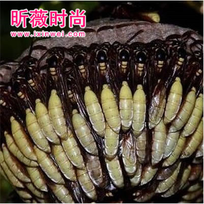 这种像向日葵的在农村不能碰：小心它的毒性非常大