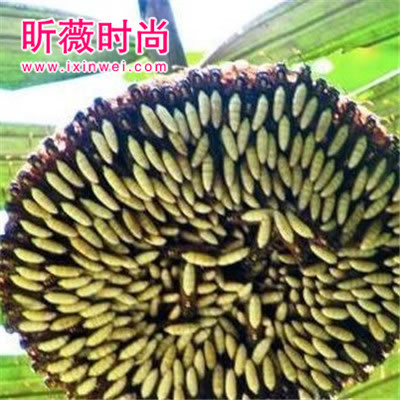 这种像向日葵的在农村不能碰：小心它的毒性非常大