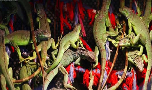 绿色生物触目惊心:一排排的绿色生物 绿色生物触目惊心:一排排的绿色生物