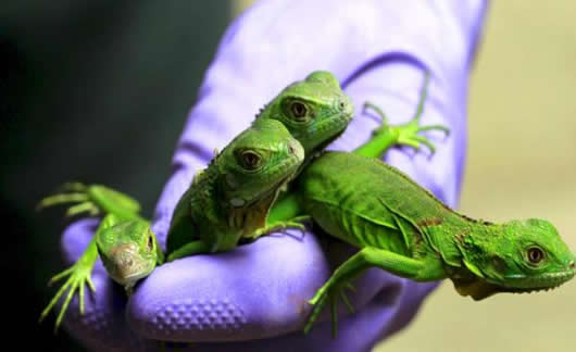 绿色生物触目惊心:一排排的绿色生物 绿色生物触目惊心:一排排的绿色生物