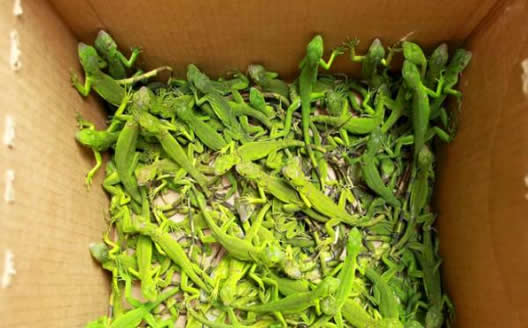 绿色生物触目惊心:一排排的绿色生物 绿色生物触目惊心:一排排的绿色生物