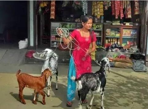 揭尼泊尔一妻多夫的奇葩生活：为每个人生孩子