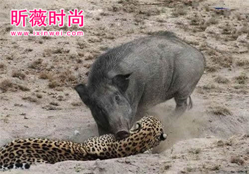 野猪想活吃蟒蛇 蛇用这招强势反击