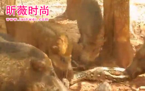 野猪想活吃蟒蛇 蛇用这招强势反击