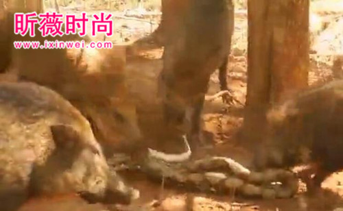 野猪想活吃蟒蛇 蛇用这招强势反击