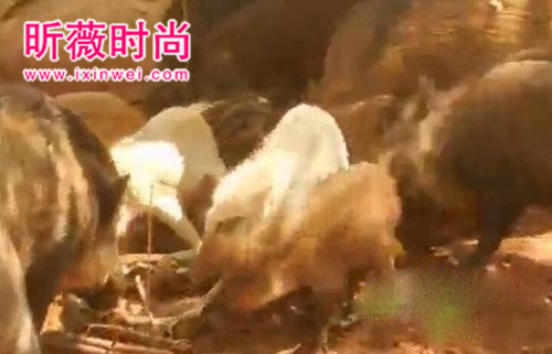 野猪想活吃蟒蛇 蛇用这招强势反击