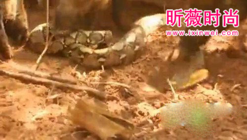 野猪想活吃蟒蛇 蛇用这招强势反击