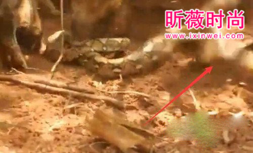 野猪想活吃蟒蛇 蛇用这招强势反击