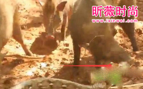 野猪想活吃蟒蛇 蛇用这招强势反击