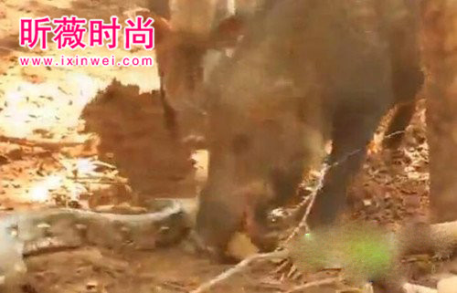 野猪想活吃蟒蛇 蛇用这招强势反击