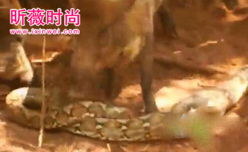 野猪想活吃蟒蛇 蛇用这招强势反击