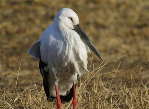 老汉救了一只鸟,它送来几百万