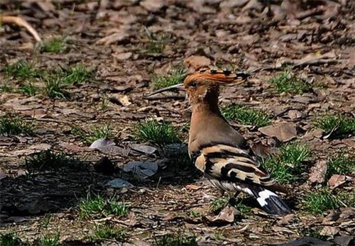 老汉救了一只鸟,它送来几百万