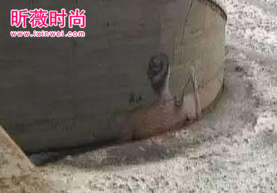 大桥现美女出浴图:虽美却违反了道德 大桥现美女出浴图:虽美却违反了道德