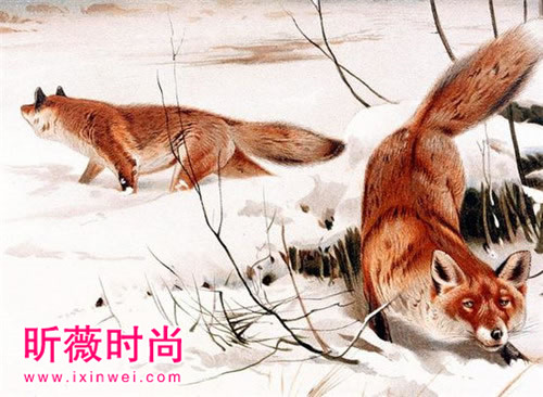 为何狐狸会成为小说中勾引男人的精怪? 为何狐狸会成为小说中勾引男人的精怪?