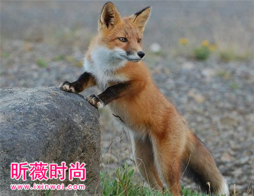 为何狐狸会成为小说中勾引男人的精怪? 为何狐狸会成为小说中勾引男人的精怪?