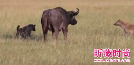 非洲鬣狗大战野牛 下幕不忍直视
