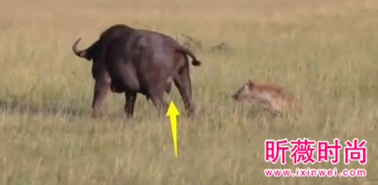 非洲鬣狗大战野牛 下幕不忍直视