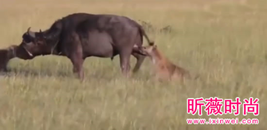 非洲鬣狗大战野牛 下幕不忍直视