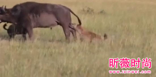 非洲鬣狗大战野牛 下幕不忍直视