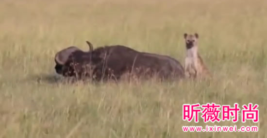 非洲鬣狗大战野牛 下幕不忍直视