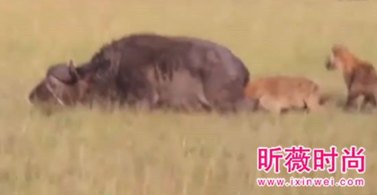 非洲鬣狗大战野牛 下幕不忍直视