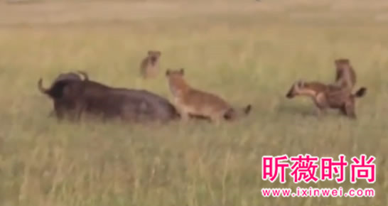 非洲鬣狗大战野牛 下幕不忍直视