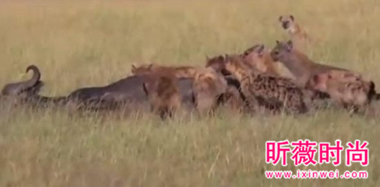 非洲鬣狗大战野牛 下幕不忍直视