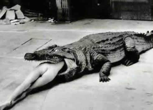 古代残酷刑法:用动物处死囚犯（图文）