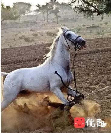 古代残酷刑法:用动物处死囚犯（图文）