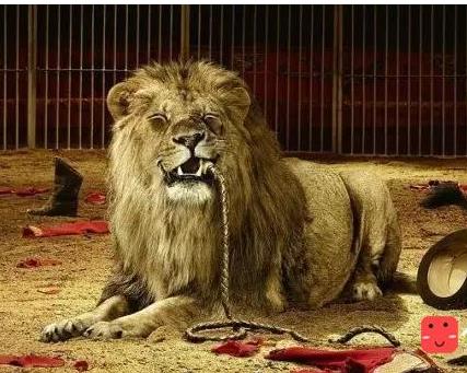 古代残酷刑法:用动物处死囚犯(图文) 古代残酷刑法:用动物处死囚犯(图文)