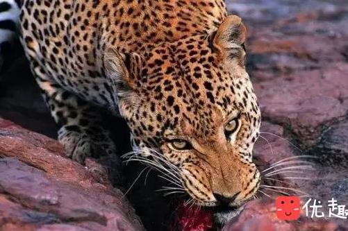 古代残酷刑法:用动物处死囚犯(图文) 古代残酷刑法:用动物处死囚犯(图文)