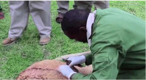 母狮被水牛顶伤:下幕让人感慨 母狮被水牛顶伤:下幕让人感慨