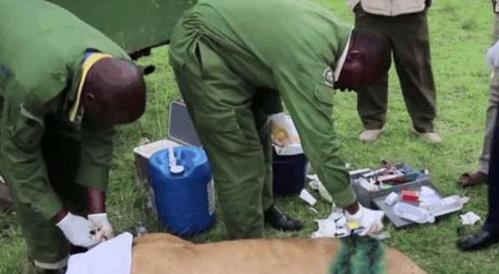 母狮被水牛顶伤:下幕让人感慨 母狮被水牛顶伤:下幕让人感慨