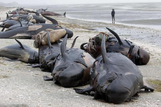 300头死鲸被开膛破肚:防爆炸（图）