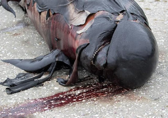 300头死鲸被开膛破肚:防爆炸（图）