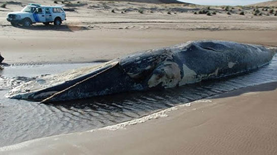 300头死鲸被开膛破肚:防爆炸（图）