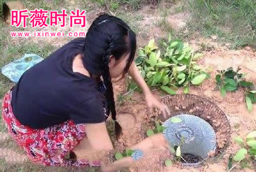 美女设陷阱抓蛇 次日收获喜人