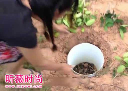 美女设陷阱抓蛇 次日收获喜人