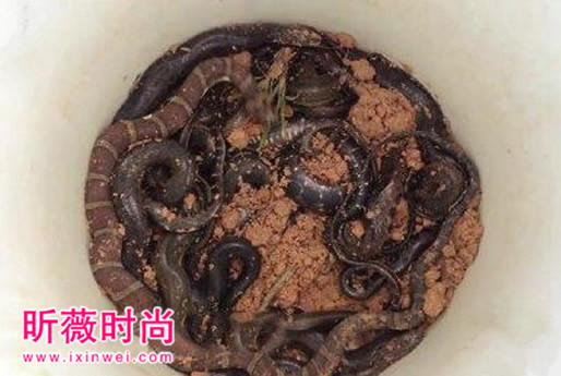 美女设陷阱抓蛇 次日收获喜人