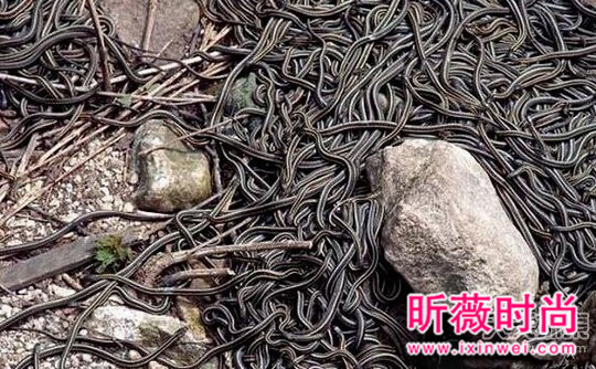 维修管道:发现这一幕之后脚发麻!