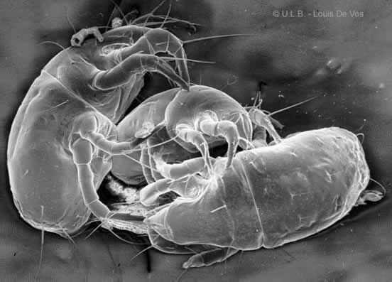 把枕头放进这里一夜后螨虫全死了(图) 把枕头放进这里一夜后螨虫全死了(图)